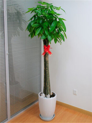三竿發(fā)財(cái)樹-寧波綠植出租