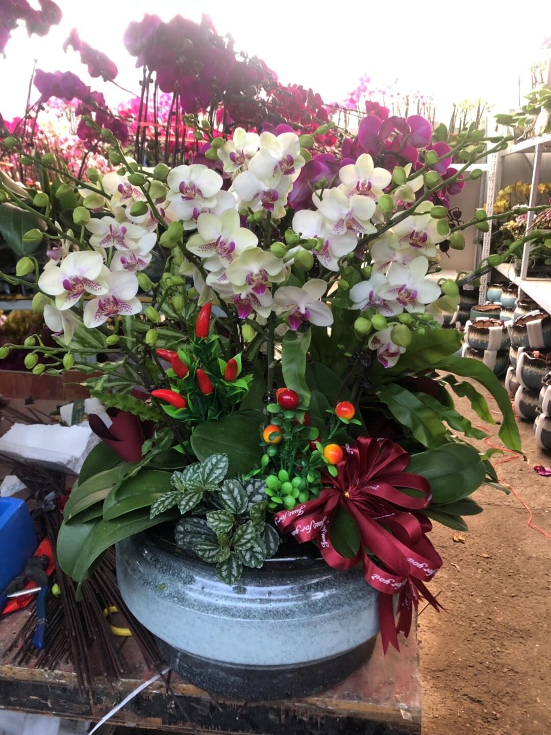 綠植租賃之蝴蝶蘭的養(yǎng)護方法